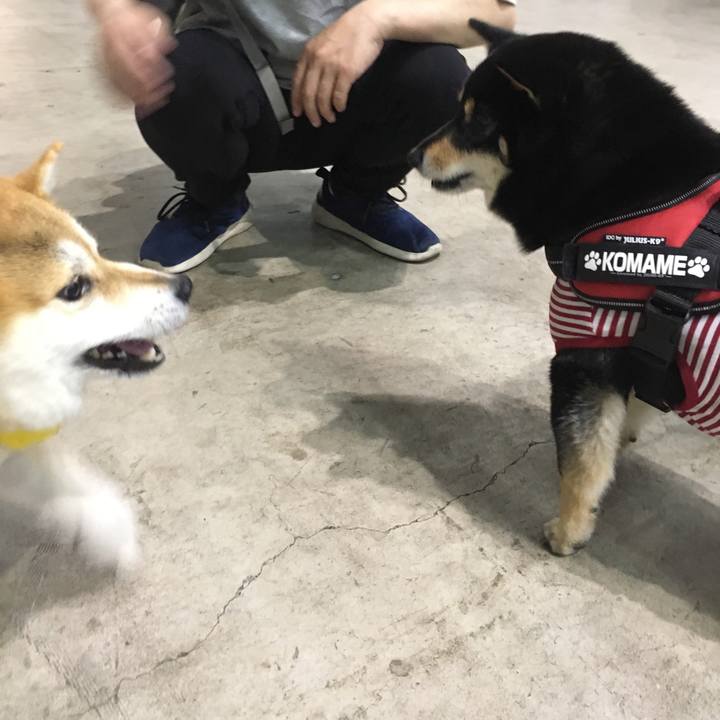 6d673c79 19ca 4741 b607 ad96274f4501 1556871085189