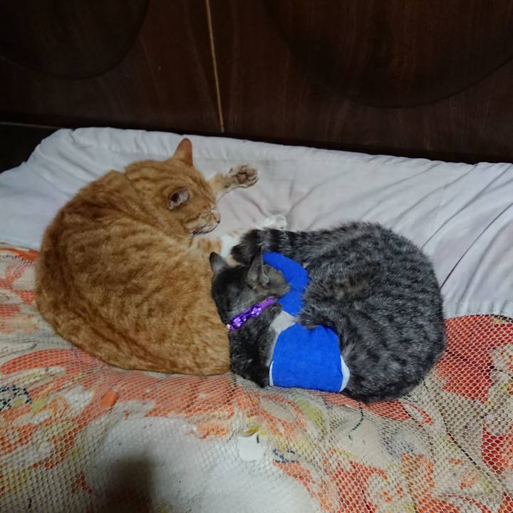 6d6801f6 3a96 40d4 8591 62d63a90110f 1586868262583