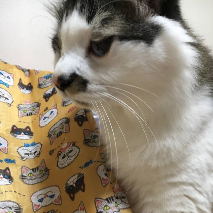 6d6d43ef c0fa 43cc a29a c42e89f9ef67 1554626647345