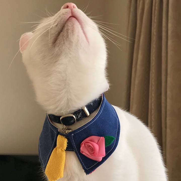 6d6efaca 84dd 4128 9339 db6bcf84ef01 1573378060124