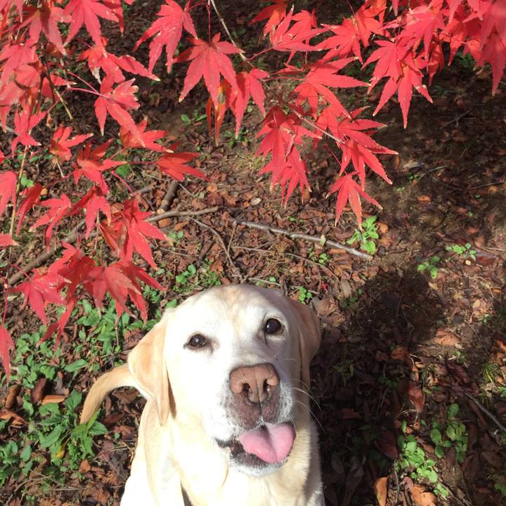 6d6fa15b bac9 42e8 8bb7 961007921fe7 1543478199607