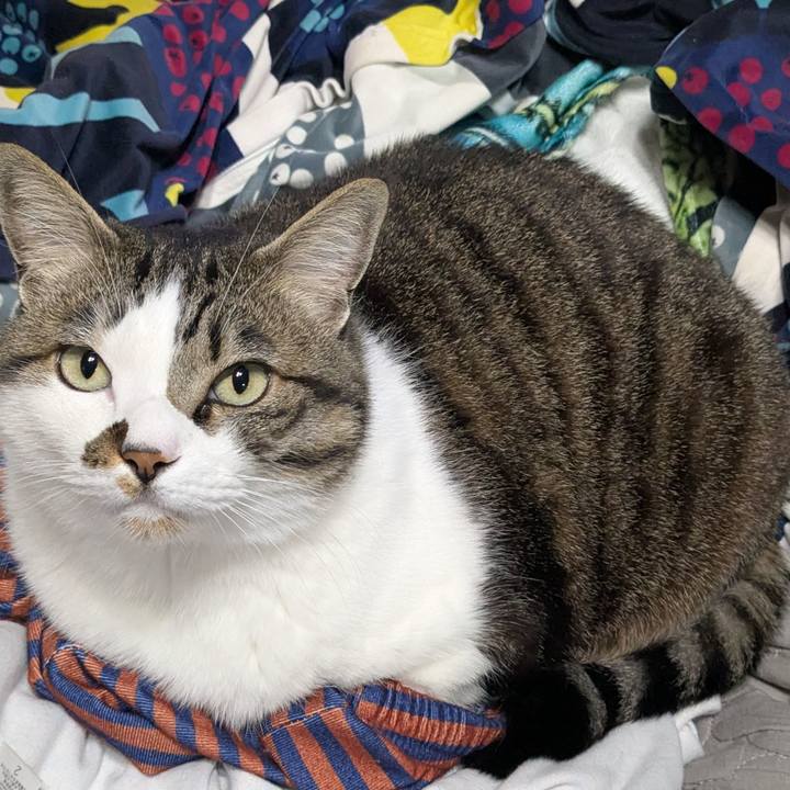 6d6fffaa 0e7b 4f6b 8cac cf722e0f1086 1775171659816