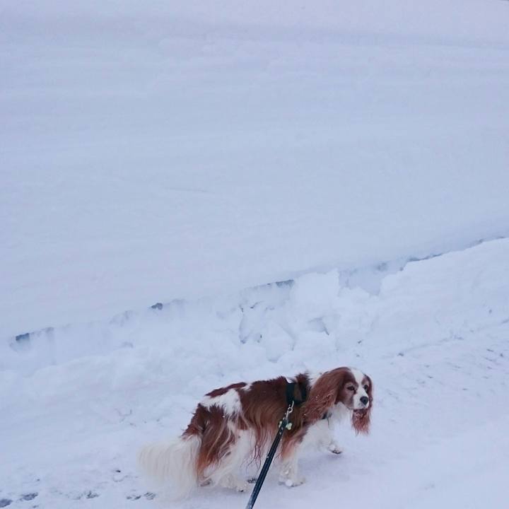 6d77a543 1d81 4bdc 9629 fb344082bf30 1517034025238