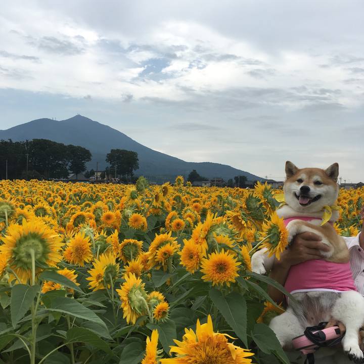 6d788303 bb1e 4d80 b7b3 1870ed9e4a47 1590882723662