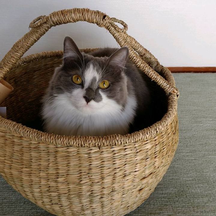 6d7bad93 e4e6 4237 a314 8dd721e81dea 1603603326884