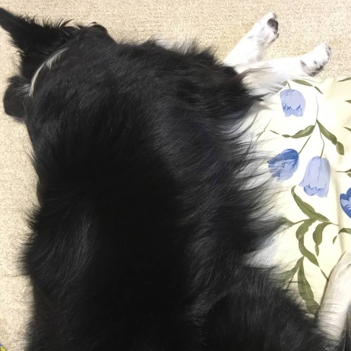 6d7c3874 7066 44c9 9d39 c1513a69ff39 1515204285982