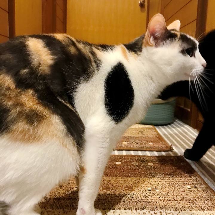 6d7f6461 9cb2 44eb 8bfa 124c533ad2cf 1508980918316