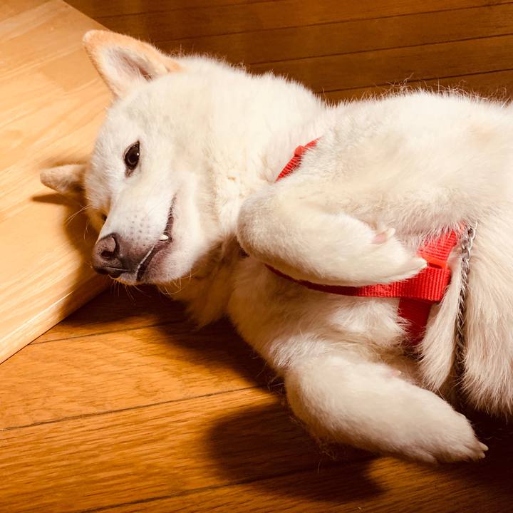 6d803ba7 241b 4ade 8903 9b26dcc4d459 1586440066466