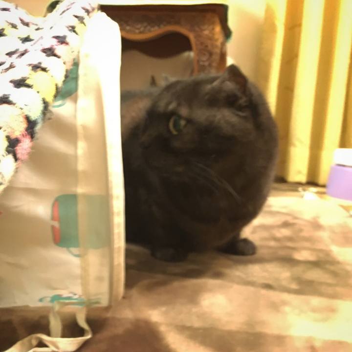 6d8136ac 03ba 4908 be0c 7e4fe98c3931 1581264477485