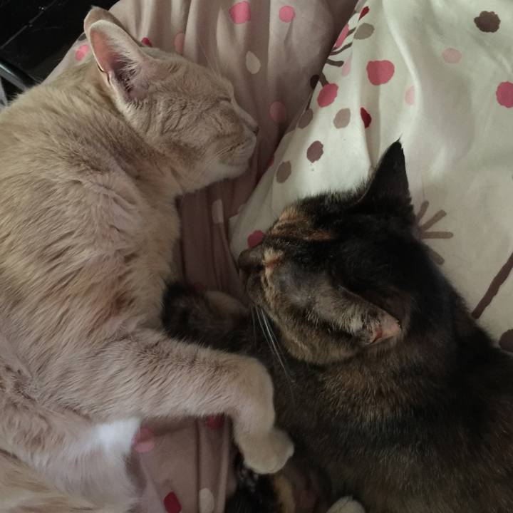 6d8485ea fd1b 4c24 be8d ecc1e589a17e 1533246235584