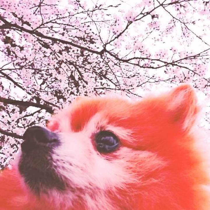 6d848eb4 e116 43e8 8db5 cba292cf64fb 1522796336670