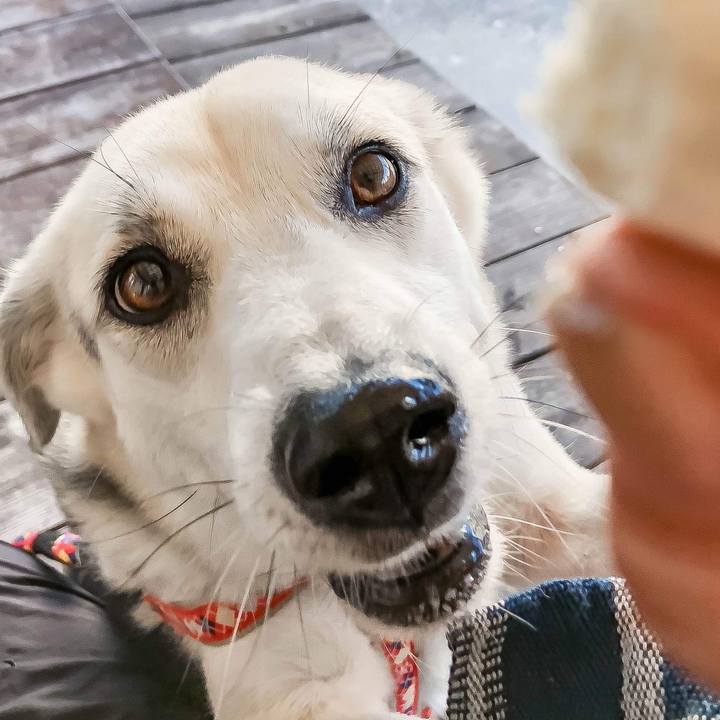 6d8a27db d2c9 4f27 b426 1945f0ae1b90 1541312572285