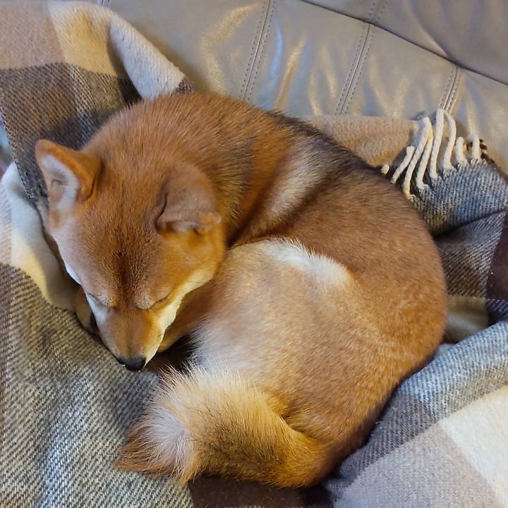 6d91a7f8 31f7 48b9 8c90 9550a9eb6cf7 1635127096451