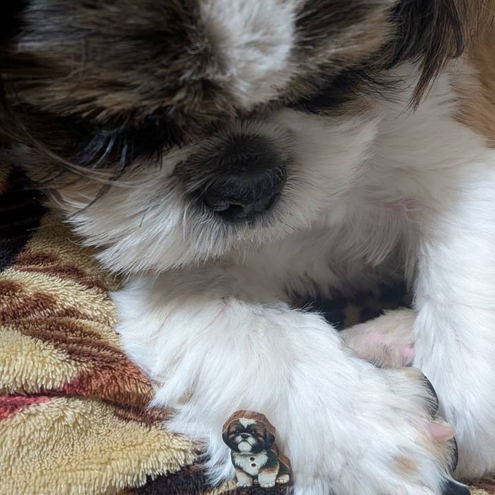 6d9c2e44 9375 40d0 a644 7f9883a9095e 1770560741027