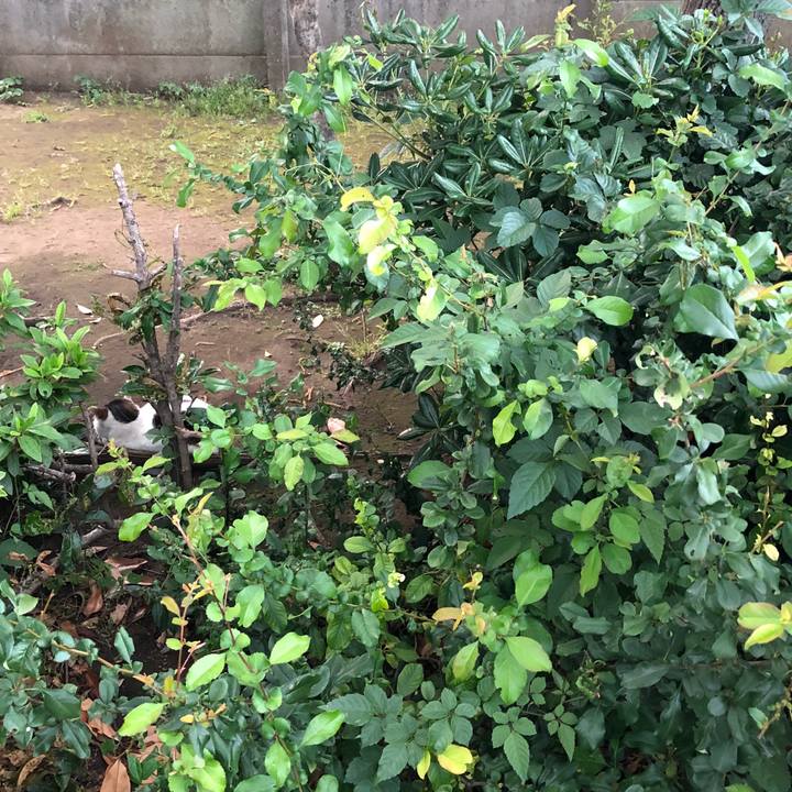 6d9c8a0c f2ea 4237 8507 2f8e0b3dc6d3 1527860786953