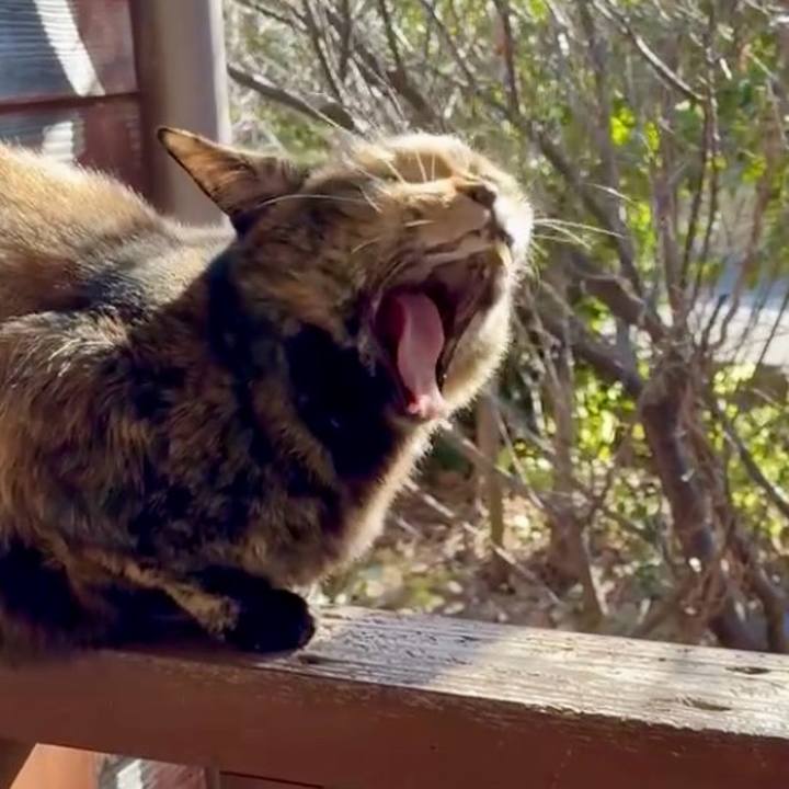 6da0cc98 73eb 4d20 a419 6112dccfbba7 1764381252704