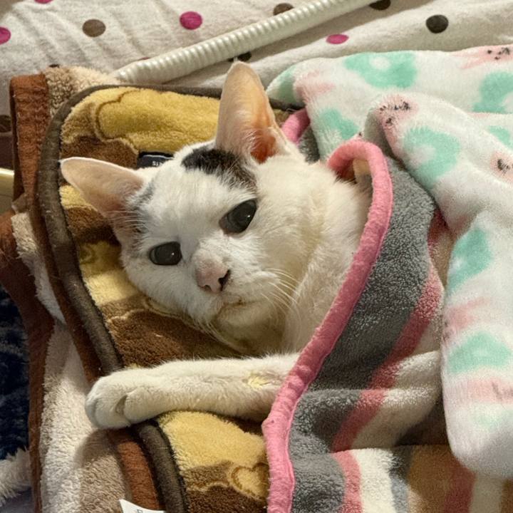 6da1df9e 0817 49ea b499 b6ab20a63bdc 1771539062526