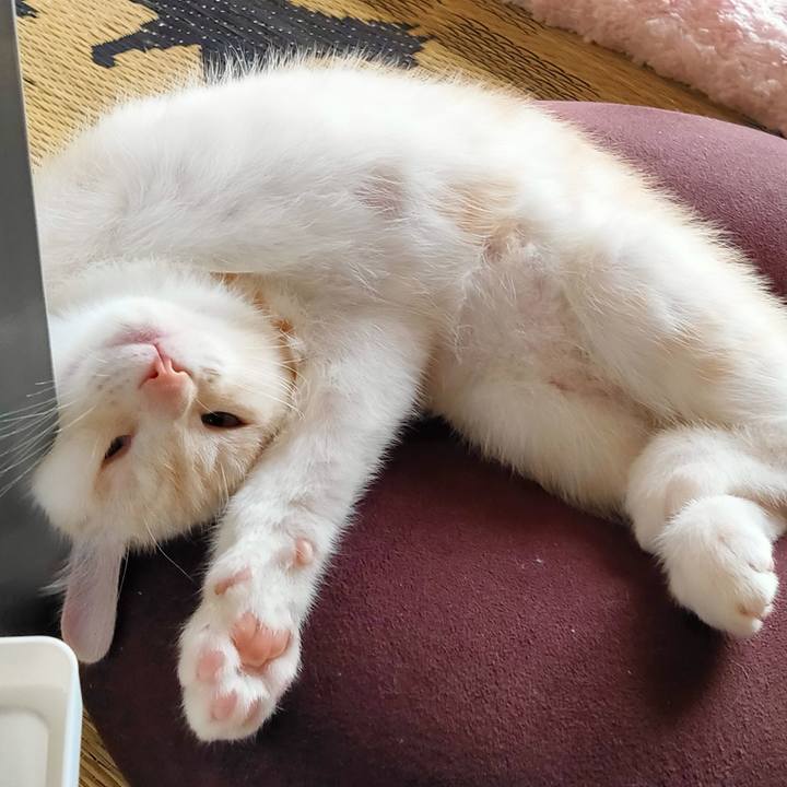 6da50d18 ce3e 4a0a 977e 8de70304c058 1626037385242