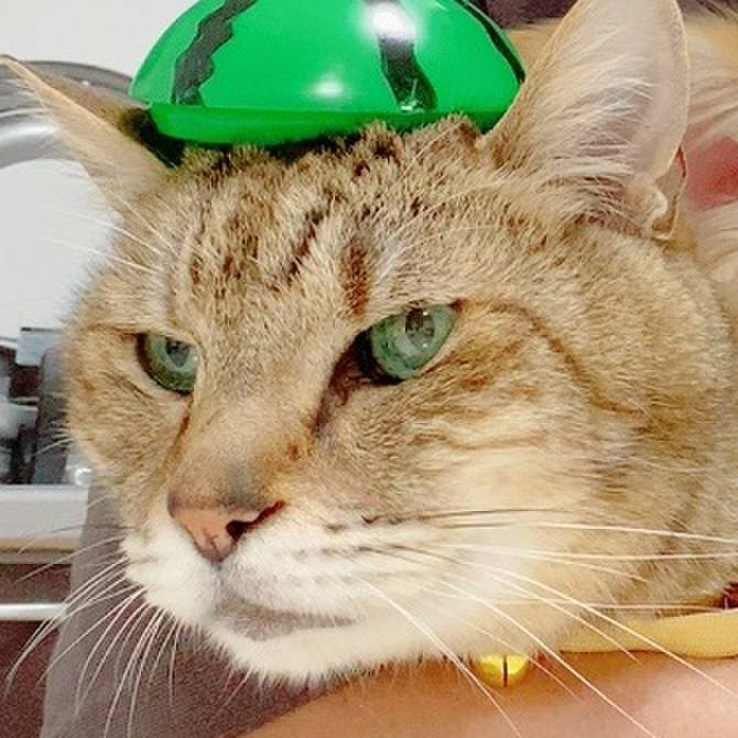 6da7c0ab d845 4d55 b694 35712dbe9e46 1676637408614