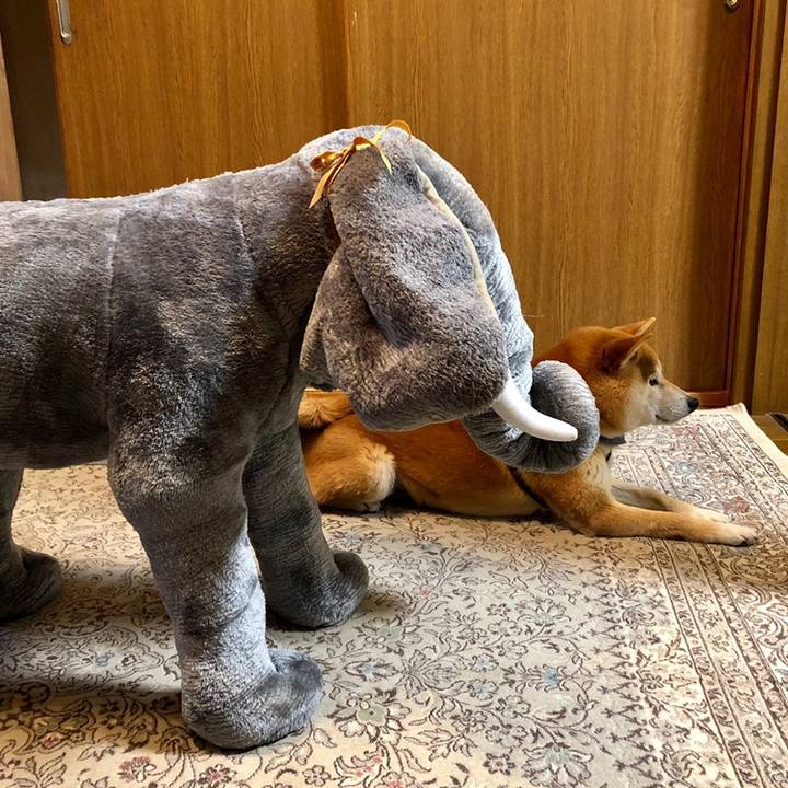 6daba4a8 f4cc 488e 9798 2652e8e49477 1558267065520