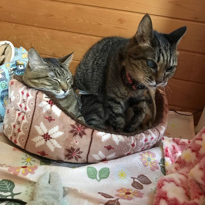 6dabecbf 24e0 46e2 bb5a 579ab29ce429 1549326050681