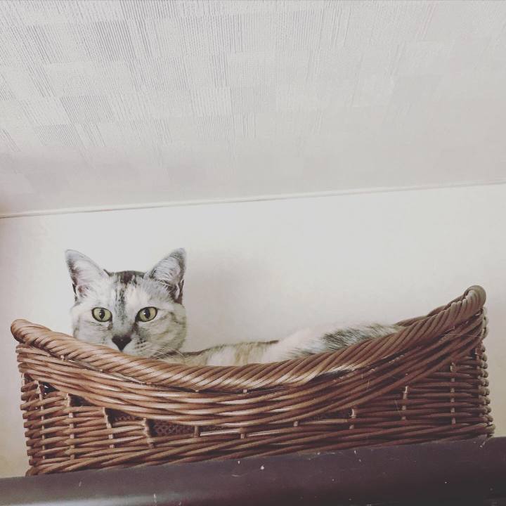 6dace67f b3bb 4786 b84c b4dcf9144b25 1590379209721