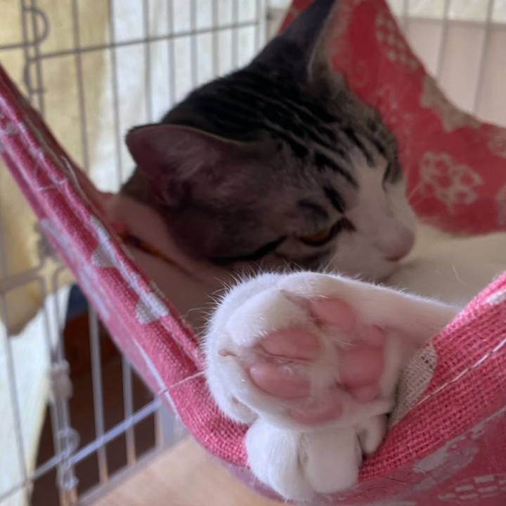 6dad4b86 bf4a 4cc2 b53f b630e7d83fcf 1761978727859