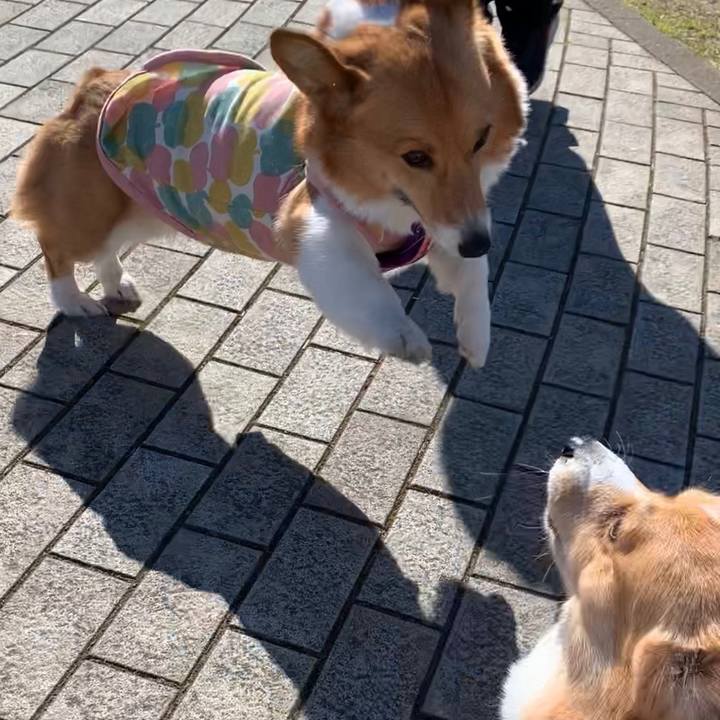 6dadfba9 d619 46d5 8d4a fa510e96188b 1585036653209