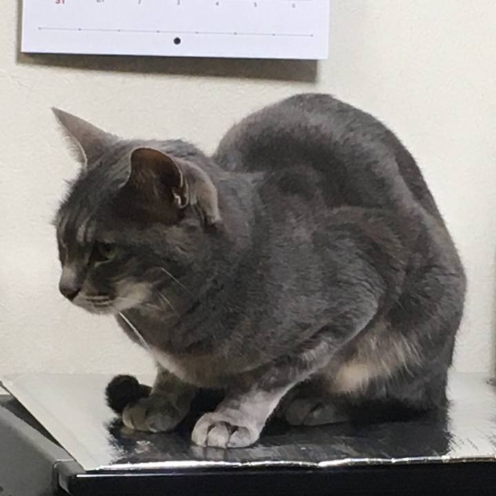 6daf661f 848c 4023 887a 850097acad5e 1589588866243