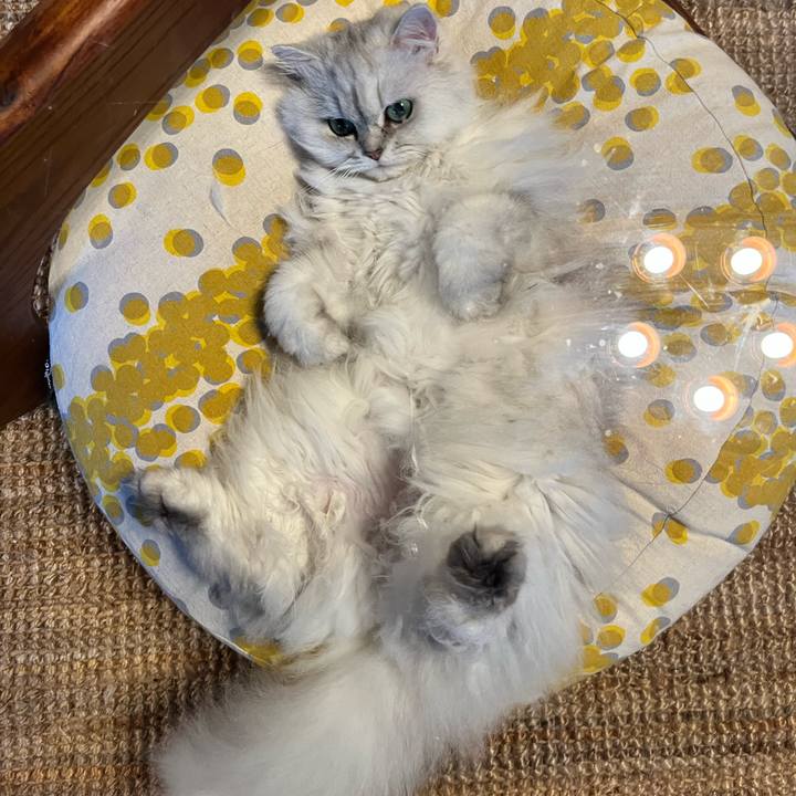 6db036f8 caa0 4c2e 9a72 44f85d41885e 1654600745720