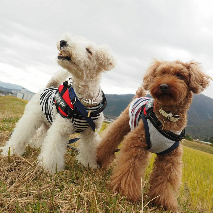 6db0a1f6 79dc 4da1 bc3d 2916262d8eda 1510464502237