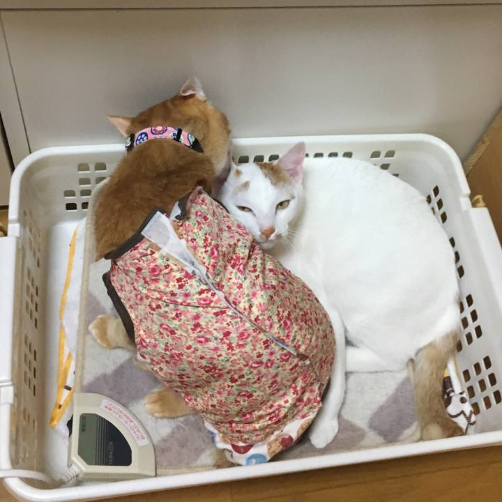 6db4100f 8a4e 428c ad6b 6fa6ea7400b0 1517151003585