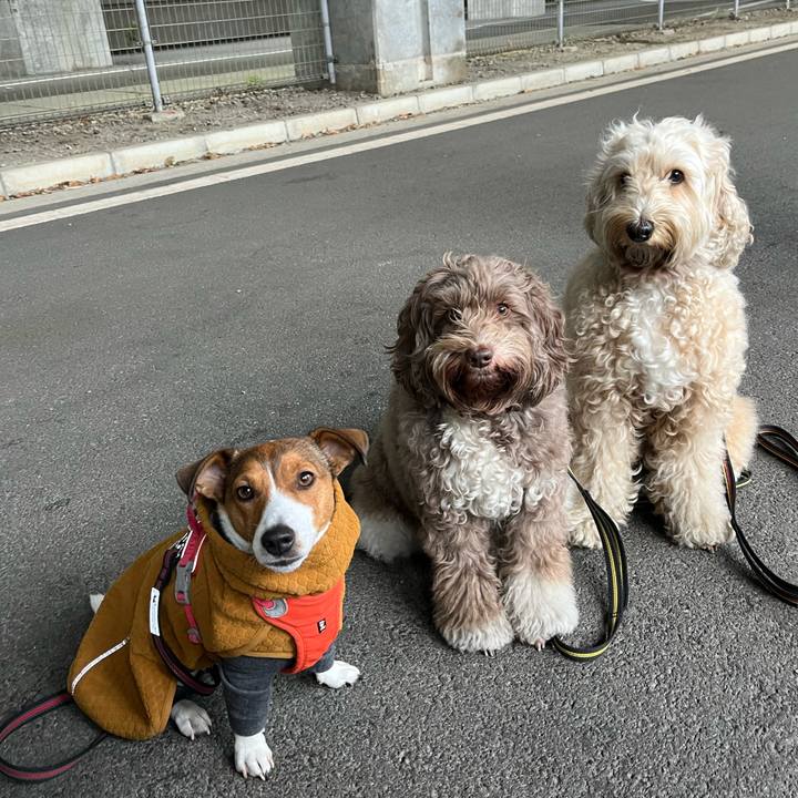 6db4655a ec42 4ee9 a75a fa44a6de5858 1765710956467