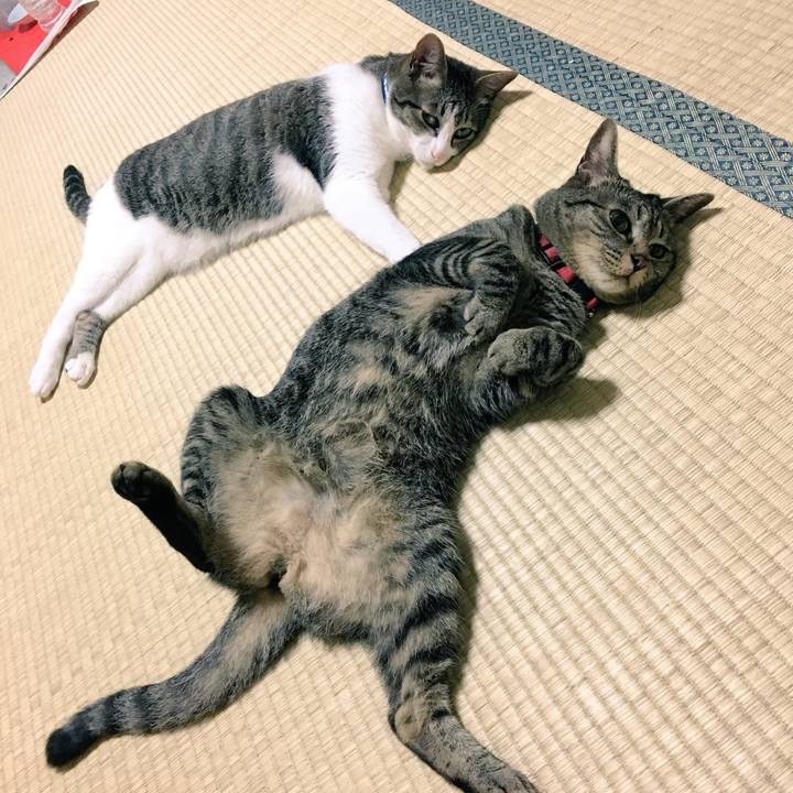 6db48092 df2f 426e 89ca cdf8dcd1074d 1530329640868