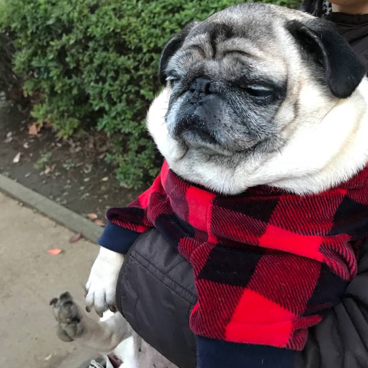 6dbaf8c1 107c 4f98 b916 7e8d7fa32fb8 1513237892629