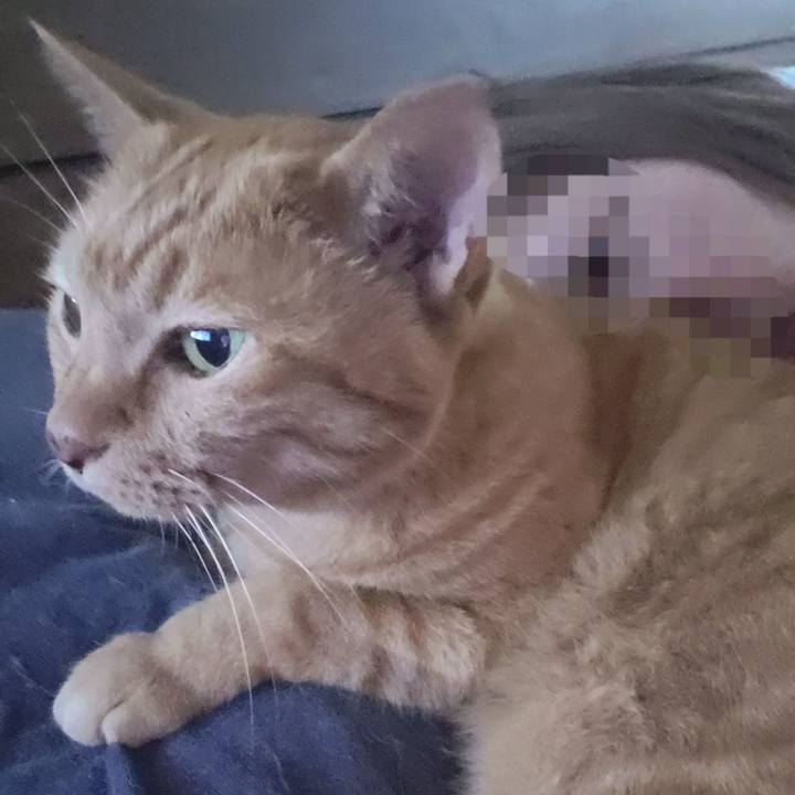 6dbe6c11 e201 4ad0 8f5a 35846eced063 1722643388725