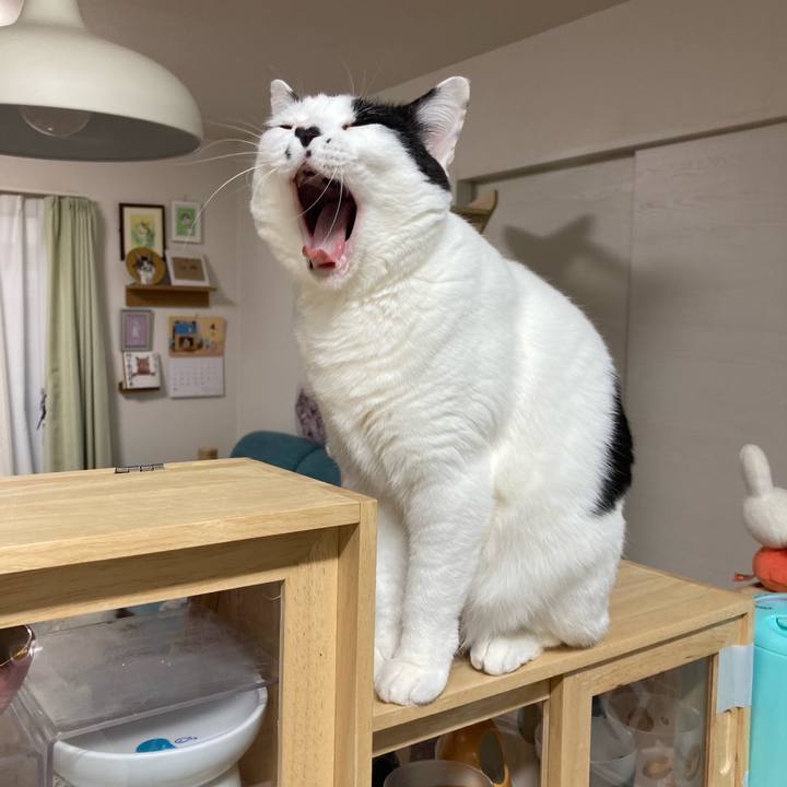 6dc0949a ee74 4d0e a605 526524a74514 1775594198450