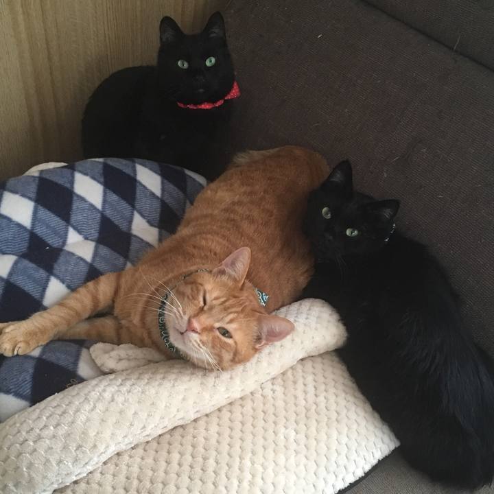 6dc1bcdf 87b8 41d9 82a3 5394f30138e3 1546319145748