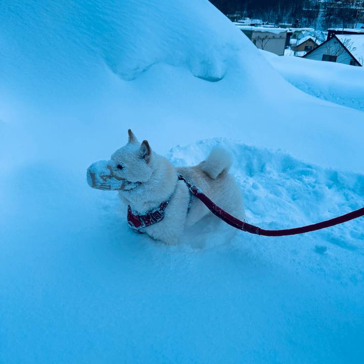 6dc1cc0d 2c4e 4912 b1c3 2914b66ea1f7 1769991268507