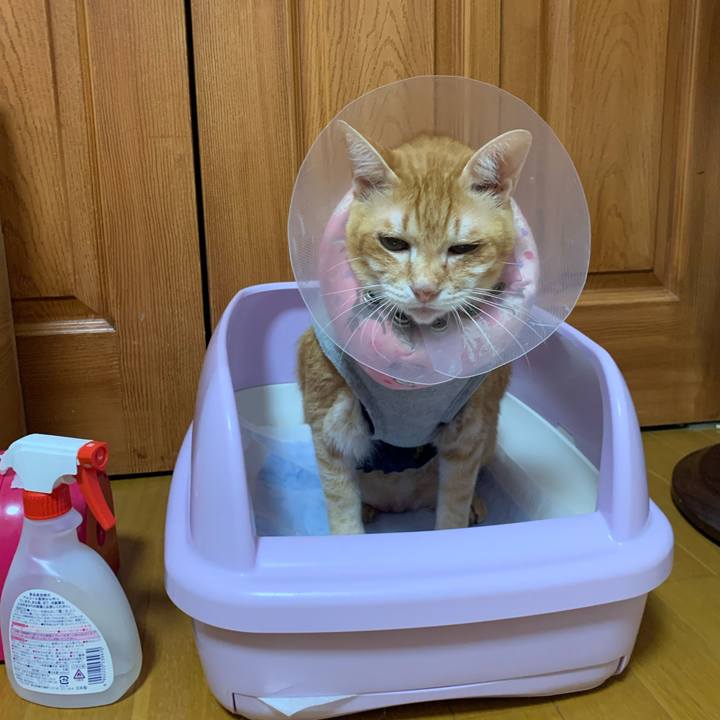 6dc1ff33 728a 4389 bdd2 fa3927f51fe9 1629065348659