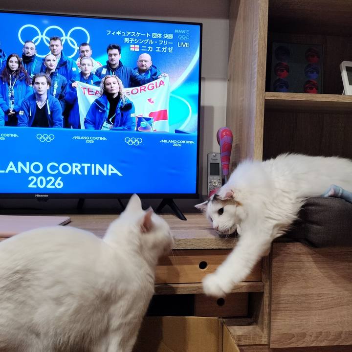 6dc53cfd e8d9 42a8 8760 e548f3905fc5 1770585625722