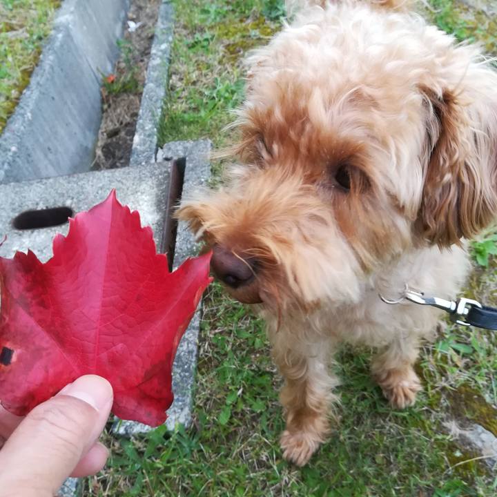 6dc66a43 8c7c 4b8a a8b1 e30e87f72a95 1538090101727