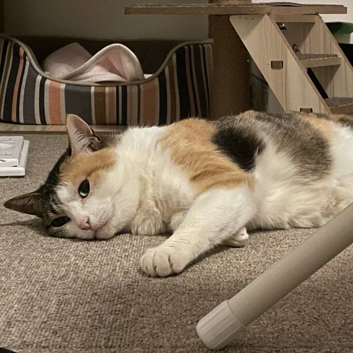 6dc6bc42 95d4 4e1d 91fd fb2db63ebfd9 1706287438734