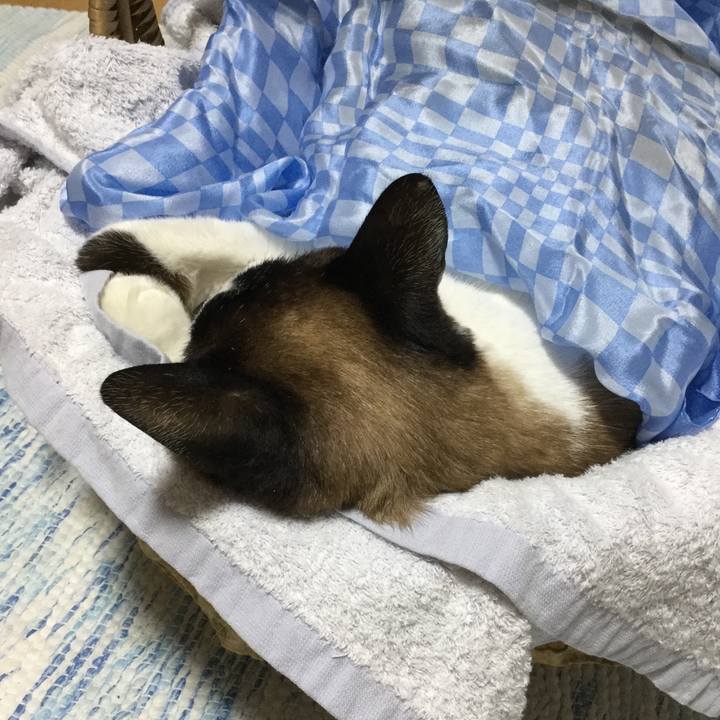 6dc89e91 9090 42c0 a2fd b5046141b07f 1530543078191