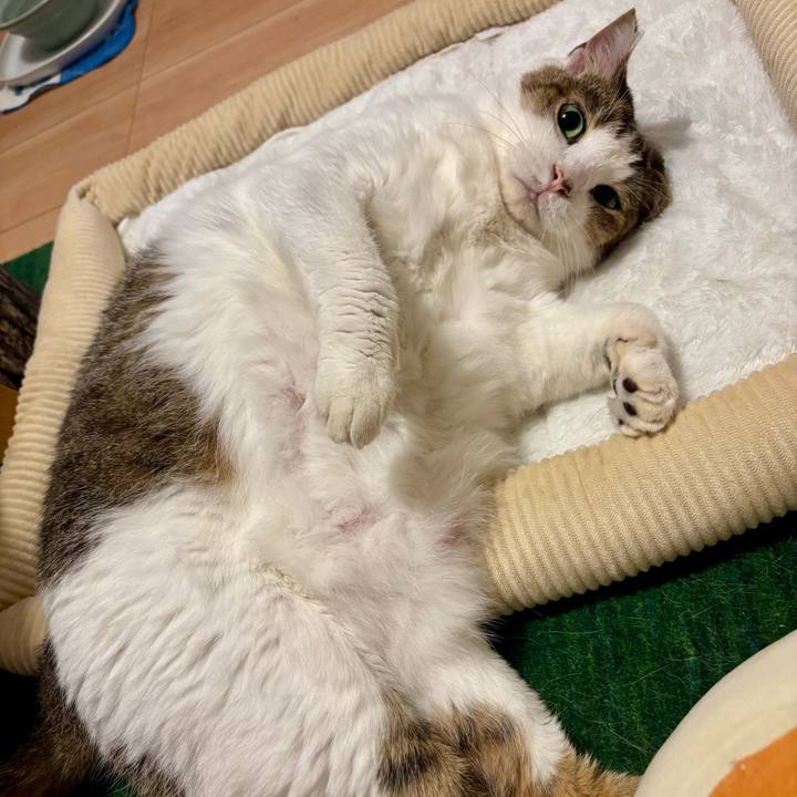 6dc966a5 6ed2 4d0a 9cf8 a11db23a536f 1758801187440