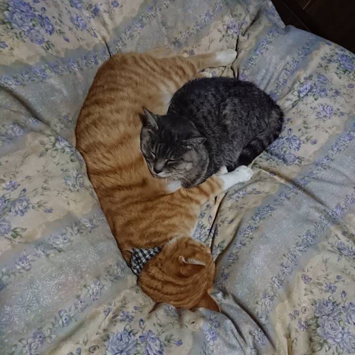 6dcc45d0 ea0a 4e52 a734 41a4ec2ba9a1 1575895655264