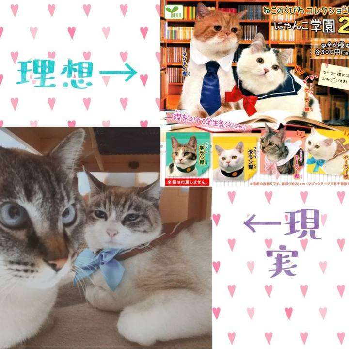 6dd381d8 51a8 460d 95cc c0b5c1fde91f 1549191917542