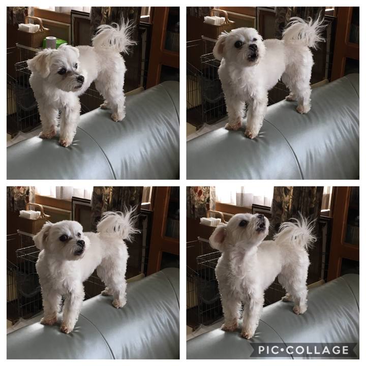 6dd4bc68 59d2 4f60 b5f0 da952bc550e2 1554597476896