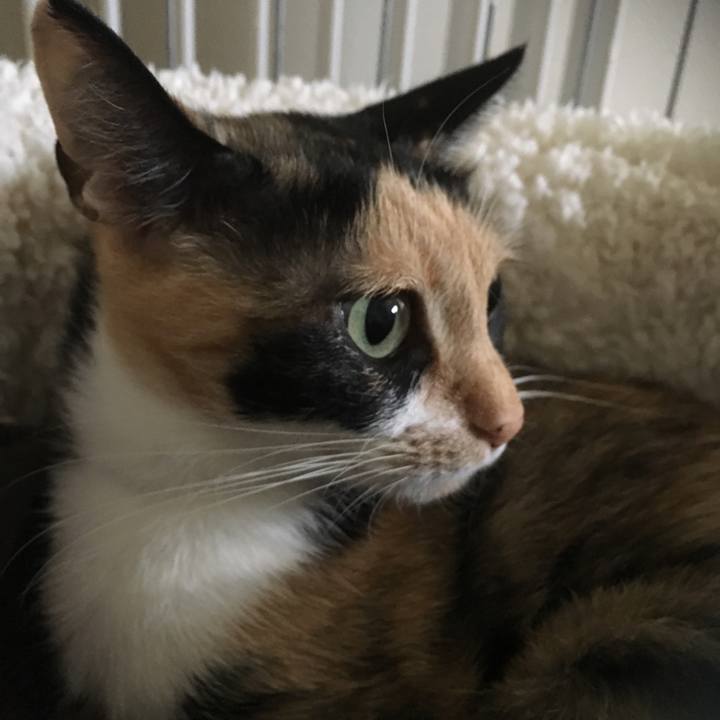 6dd5a51a f552 4391 986d fff1e81ef1f5 1508979081973