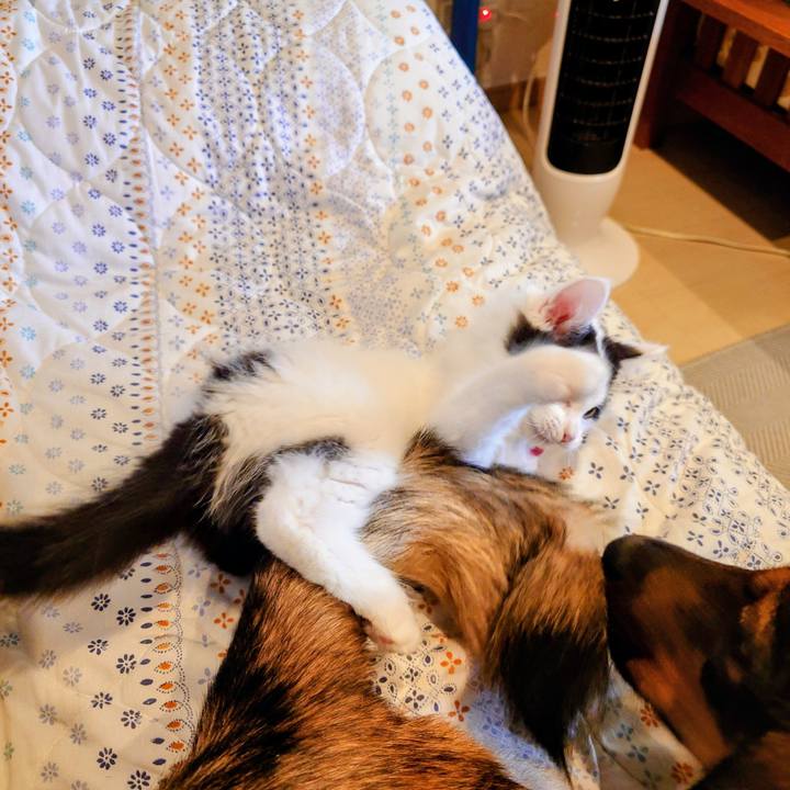 6dd7fa80 018d 49e0 b58c 5ea3a1a957e3 1760837786512